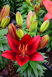Lily Looks Tiny Rocket Lily (Lilium 'Tiny Rocket') at Debbie's Greenhouse & Garden Centre