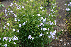 Fashionably Early Lavender Ice Garden Phlox (Phlox 'Fashionably Early Lavender Ice') at Debbie's Greenhouse & Garden Centre
