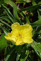 Ozark Sundrops (Oenothera missouriensis) at Debbie's Greenhouse & Garden Centre