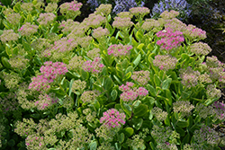Neon Stonecrop (Sedum spectabile 'Neon') at Debbie's Greenhouse & Garden Centre