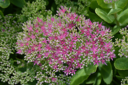 Neon Stonecrop (Sedum spectabile 'Neon') at Debbie's Greenhouse & Garden Centre