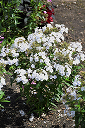 Fashionably Early Crystal Garden Phlox (Phlox 'Fashionably Early Crystal') at Debbie's Greenhouse & Garden Centre