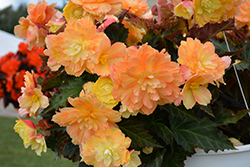 I'Conia Portofino Citrix Begonia (Begonia 'I'Conia Portofino Citrix') at Debbie's Greenhouse & Garden Centre
