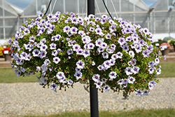 MiniFamous Neo Violet Ice Calibrachoa (Calibrachoa 'KLECA18504') at Debbie's Greenhouse & Garden Centre