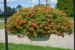 Cabaret Diva Orange Calibrachoa (Calibrachoa 'Balcabivor') at Debbie's Greenhouse & Garden Centre