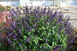 Purple & Bloom Sage (Salvia guaranitica 'Purple & Bloom') at Debbie's Greenhouse & Garden Centre