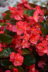 Megawatt Red Green Leaf Begonia (Begonia 'Megawatt Red Green Leaf') at Debbie's Greenhouse & Garden Centre