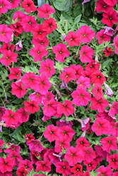 Wave Carmine Velour Petunia (Petunia 'PAS1302763') at Debbie's Greenhouse & Garden Centre