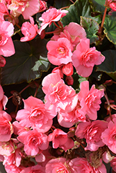 Solenia Light Pink Begonia (Begonia x hiemalis 'Solenia Light Pink') at Debbie's Greenhouse & Garden Centre
