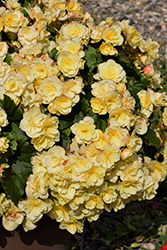 Solenia Yellow Begonia (Begonia x hiemalis 'Solenia Yellow') at Debbie's Greenhouse & Garden Centre