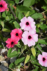 Sunny Susy Rose Sensation Black-Eyed Susan (Thunbergia alata 'Sunny Susy Rose Sensation') at Debbie's Greenhouse & Garden Centre