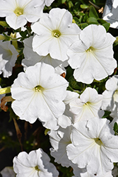 Easy Wave White Petunia (Petunia 'Easy Wave White') at Debbie's Greenhouse & Garden Centre