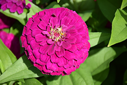 Zesty Purple Zinnia (Zinnia elegans 'Zesty Purple') at Debbie's Greenhouse & Garden Centre
