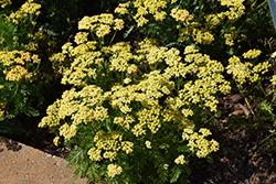Milly Rock Yellow Yarrow (Achillea millefolium 'FLORACHYEo') at Debbie's Greenhouse & Garden Centre