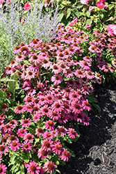 PowWow Wild Berry Coneflower (Echinacea purpurea 'PowWow Wild Berry') at Debbie's Greenhouse & Garden Centre