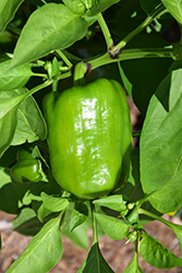 Lady Bell Sweet Pepper (Capsicum annuum 'Lady Bell') at Debbie's Greenhouse & Garden Centre