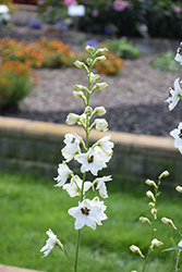 Pacific Giant Percival Larkspur (Delphinium 'Percival') at Debbie's Greenhouse & Garden Centre