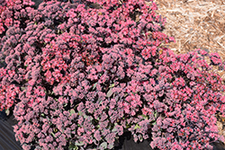Plum Dazzled Stonecrop (Sedum 'Plum Dazzled') at Debbie's Greenhouse & Garden Centre