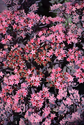 Plum Dazzled Stonecrop (Sedum 'Plum Dazzled') at Debbie's Greenhouse & Garden Centre