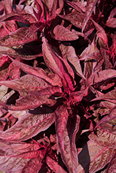 Dragon's Breath Plumed Celosia (Celosia plumosa 'Dragon's Breath') at Debbie's Greenhouse & Garden Centre