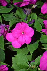Beacon Violet Shades Impatiens (Impatiens walleriana 'PAS1357834') at Debbie's Greenhouse & Garden Centre