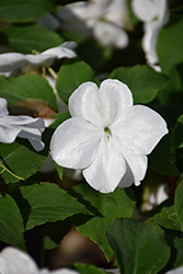 Beacon White Impatiens (Impatiens walleriana 'PAS1357832') at Debbie's Greenhouse & Garden Centre