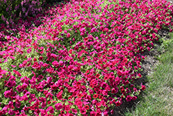 Wave Carmine Velour Petunia (Petunia 'PAS1302763') at Debbie's Greenhouse & Garden Centre