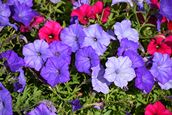 Easy Wave Lavender Sky Blue Petunia (Petunia 'Easy Wave Lavender Sky Blue') at Debbie's Greenhouse & Garden Centre