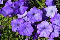 Easy Wave Lavender Sky Blue Petunia (Petunia 'Easy Wave Lavender Sky Blue') at Debbie's Greenhouse & Garden Centre