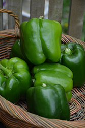 California Wonder Sweet Pepper (Capsicum annuum 'California Wonder') at Debbie's Greenhouse & Garden Centre