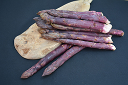 Sweet Purple Asparagus (Asparagus 'Sweet Purple') at Debbie's Greenhouse & Garden Centre