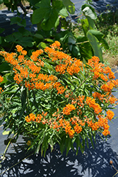 Butterfly Weed (Asclepias tuberosa) at Debbie's Greenhouse & Garden Centre