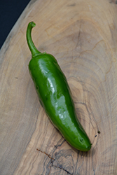 Spicy Slice Hot Pepper (Capsicum annuum 'Spicy Slice') at Debbie's Greenhouse & Garden Centre