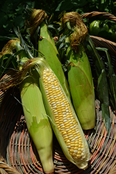 Peaches and Cream Corn (Zea mays 'Peaches and Cream') at Debbie's Greenhouse & Garden Centre