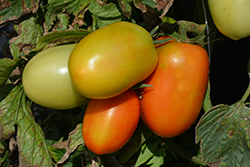 Roma VF Tomato (Solanum lycopersicum 'Roma VF') at Debbie's Greenhouse & Garden Centre