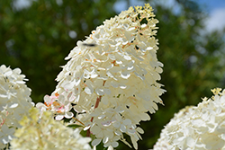 Vanilla Strawberry Hydrangea (Hydrangea paniculata 'Renhy') at Debbie's Greenhouse & Garden Centre