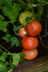 Big Beef Tomato (Solanum lycopersicum 'Big Beef') at Debbie's Greenhouse & Garden Centre