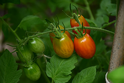 Sweet Million Tomato (Solanum lycopersicum 'Sweet Million') at Debbie's Greenhouse & Garden Centre