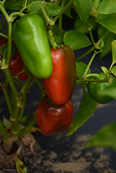 Cajun Belle Pepper (Capsicum annuum 'Cajun Belle') at Debbie's Greenhouse & Garden Centre