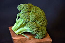 Green Magic Broccoli (Brassica oleracea var. italica 'Green Magic') at Debbie's Greenhouse & Garden Centre