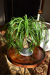 Pony Tail Palm (Beaucarnea recurvata) at Debbie's Greenhouse & Garden Centre