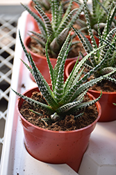 Zebra Plant (Haworthia fasciata) at Debbie's Greenhouse & Garden Centre
