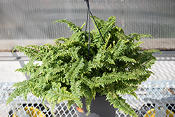 Fluffy Ruffles Boston Fern (Nephrolepis exaltata 'Fluffy Ruffles') at Debbie's Greenhouse & Garden Centre