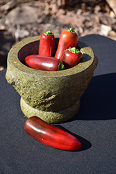Sriracha Hot Pepper (Capsicum annuum 'Sriracha') at Debbie's Greenhouse & Garden Centre