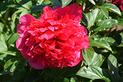 Command Performance Peony (Paeonia 'Command Performance') at Debbie's Greenhouse & Garden Centre