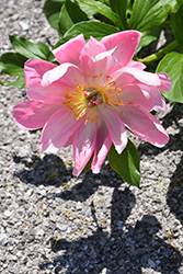Salmon Chiffon Peony (Paeonia 'Salmon Chiffon') at Debbie's Greenhouse & Garden Centre