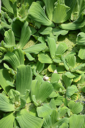 Water Lettuce (Pistia stratiotes) at Debbie's Greenhouse & Garden Centre