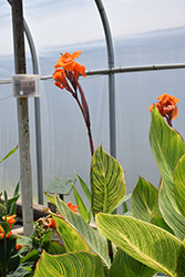 Bengal Tiger Canna (Canna 'Bengal Tiger') at Debbie's Greenhouse & Garden Centre