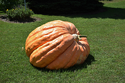 Dill's Atlantic Giant Pumpkin (Cucurbita maxima 'Dill's Atlantic Giant') at Debbie's Greenhouse & Garden Centre