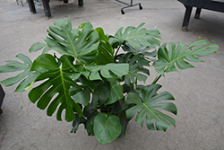 Monstera Deliciosa Plant (Monstera deliciosa) at Debbie's Greenhouse & Garden Centre